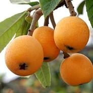 loquat's Stream profile image