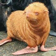La Foca Pelirroja's - Steam avatar