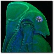 Font-Blankk's - Steam avatar