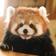 Suuu's Stream profile image
