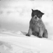 Vombroigbortnofhíjefdom's Stream profile image
