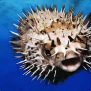 Fishy's Stream profile image