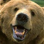 Bear grills's Stream profile image