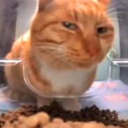 Lumpen's Stream profile image