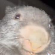 ALI THE KEBAB SELLER's Stream profile image