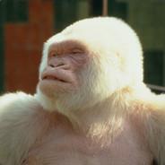Coco Gorille San's Stream profile image