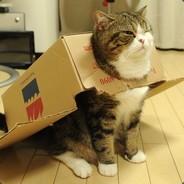 tiepoe_'s Stream profile image