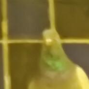 R O E L J A S K's Stream profile image
