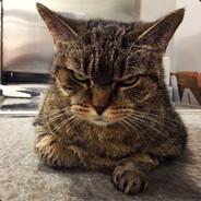 HellZera's Stream profile image