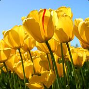 paniajh's Stream profile image