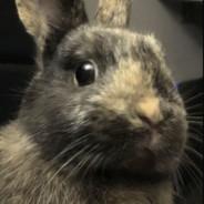 HeN.Le Super Fluffy's - Steam avatar