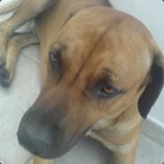 SayHellou's Stream profile image