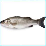 FlyingSeaBass's Stream profile image