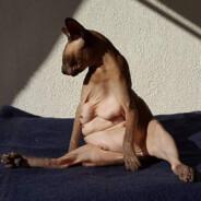 Llarimar's Stream profile image