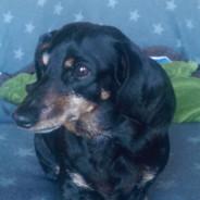Dachshund Dog Starluck19's Stream profile image