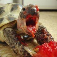 Dead Turtle's - Steam avatar
