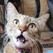 Nyancat's Stream profile image