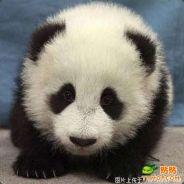 tututu's Stream profile image