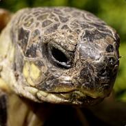 Latin Tortoise's Stream profile image
