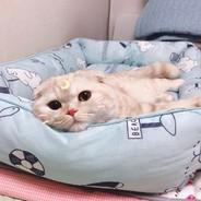 天黑中沐风的黑猫's Stream profile image
