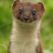 ThomasTheTan's Stream profile image