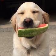 svakakaka's - Steam avatar