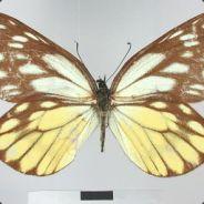 Kallekatt's - Steam avatar
