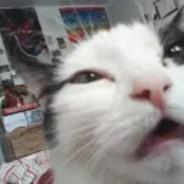 AgentZoRo's Stream profile image