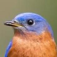 Kevin's Stream profile image