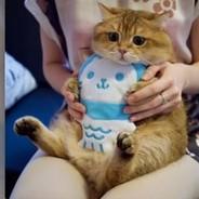 Kabin's Stream profile image