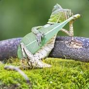 Gersius's - Steam avatar