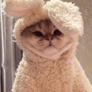 Cat Burritos's Stream profile image