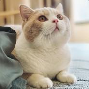 超かわいい.'s Stream profile image