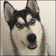 Thor's Stream profile image