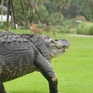 Gator_SC's - Steam avatar