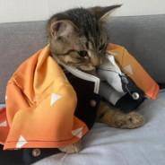 Zenitsu's Stream profile image