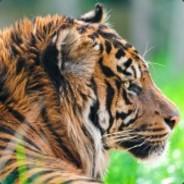 MykeBuiltDif's Stream profile image