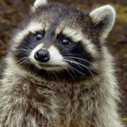DavidMyfal's Stream profile image