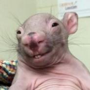 Guintheres's Stream profile image