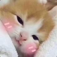 Chích Chòe Đi Bão's - Steam avatar