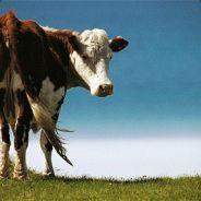 Hanksz's - Steam avatar
