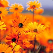 laisa.p.henrique's Stream profile image