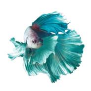 Betta Splendeath's Stream profile image