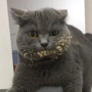кот's Stream profile image