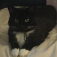 Asoz's Stream profile image
