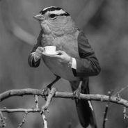 Schwaarm's Stream profile image