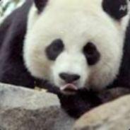 Pandamonium's Stream profile image