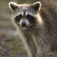 还是那个小狼's Stream profile image