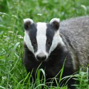 Badger's Stream profile image