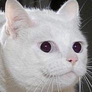 Les Memérables's Stream profile image